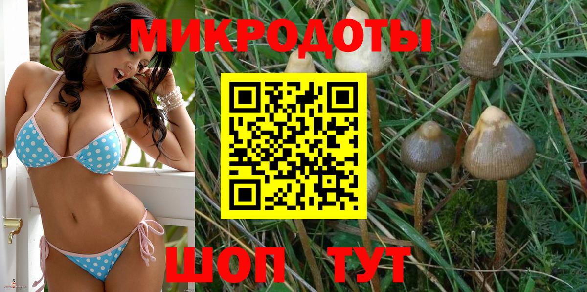 Псилоцибиновые грибы Psilocybine cubensis Можайск